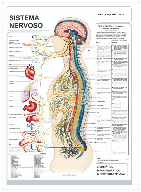 Mapa do Sistema Nervoso