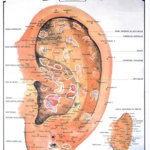 Mapa Auricular