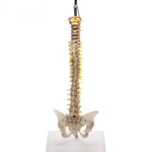 Coluna Vertebral Flexível