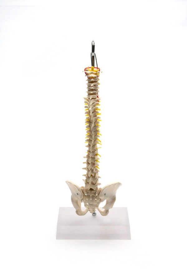 Coluna Vertebral Flexível
